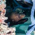 Giant Moray (Gymnothorax javanicus), photo taken in Maldives, Male Atoll, South Male Atoll, Villivara Giri