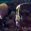 Moorish idol (Zanclus cornutus), photo taken in Maldives, Male Atoll, South Male Atoll, Villivara Giri
