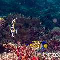 Moorish idol (Zanclus cornutus), photo taken in Maldives, Male Atoll, South Male Atoll, Villivara Giri