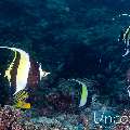 Moorish idol (Zanclus cornutus), photo taken in Maldives, Male Atoll, South Male Atoll, Villivara Giri