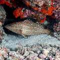 Slender Grouper (Anyperodon leucogrammicus), photo taken in Maldives, Male Atoll, South Male Atoll, Villivara Giri