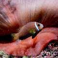 Maldives anemonfish (Amphiprion nigripes), photo taken in Maldives, Male Atoll, South Male Atoll, Villivara Giri