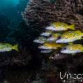Bluestripe Snapper (Lutjanus kasmira), photo taken in Maldives, Male Atoll, South Male Atoll, Villivara Giri