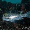 Bigeye emperor (Monotaxis grandoculis), photo taken in Maldives, Male Atoll, South Male Atoll, Villivara Giri
