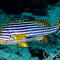 Oriental Sweetlip (Plectorhinchus vittatus), photo taken in Maldives, Male Atoll, South Male Atoll, Villivara Giri