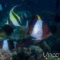 Brown & white butterflyfish (Hemitaurichthys zoster), photo taken in Maldives, Male Atoll, South Male Atoll, Gulhi Corner