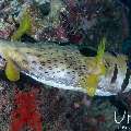 Porcupine Pufferfish (Diodon holocanthus), photo taken in Maldives, Male Atoll, South Male Atoll, Gulhi Corner