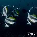Schooling Bannerfish (Heniochus diphreutes), photo taken in Maldives, Male Atoll, South Male Atoll, Gulhi Corner