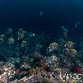 Redtail Butterflyfish (Chaetodon collare), photo taken in Maldives, Male Atoll, South Male Atoll, Gulhi Corner