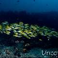 Bluestripe Snapper (Lutjanus kasmira), Redtail Butterflyfish (Chaetodon collare), photo taken in Maldives, Male Atoll, South Male Atoll, Gulhi Corner