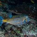 Yellow Boxfish (Ostracion cubicus), photo taken in Maldives, Male Atoll, South Male Atoll, Gulhi Corner