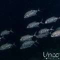 Bigeye Trevally (Caranx sexfasciatus), photo taken in Maldives, Male Atoll, South Male Atoll, Gulhi Corner