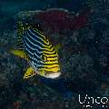 Oriental Sweetlip (Plectorhinchus vittatus), photo taken in Maldives, Male Atoll, South Male Atoll, Gulhi Corner