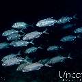 Bigeye Trevally (Caranx sexfasciatus), photo taken in Maldives, Male Atoll, South Male Atoll, Gulhi Corner