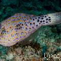 Scribbled Leatherjacket Filefish (Aluterus scriptus), photo taken in Maldives, Male Atoll, South Male Atoll, Stage