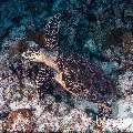 Hawksbill Sea Turtle (Eretmochelys imbricata), photo taken in Maldives, Male Atoll, South Male Atoll, Stage