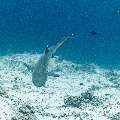 White Tip Reefshark (Triaenodon obesus), photo taken in Maldives, Male Atoll, South Male Atoll, Stage