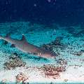 White Tip Reefshark (Triaenodon obesus), photo taken in Maldives, Male Atoll, South Male Atoll, Stage