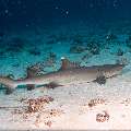 White Tip Reefshark (Triaenodon obesus), photo taken in Maldives, Male Atoll, South Male Atoll, Stage