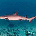 White Tip Reefshark (Triaenodon obesus), photo taken in Maldives, Male Atoll, South Male Atoll, Stage