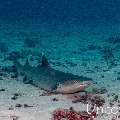 White Tip Reefshark (Triaenodon obesus), photo taken in Maldives, Male Atoll, South Male Atoll, Stage