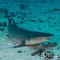 White Tip Reefshark (Triaenodon obesus), photo taken in Maldives, Male Atoll, South Male Atoll, Stage