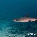 White Tip Reefshark (Triaenodon obesus), photo taken in Maldives, Male Atoll, South Male Atoll, Stage