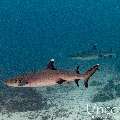 White Tip Reefshark (Triaenodon obesus), photo taken in Maldives, Male Atoll, South Male Atoll, Stage