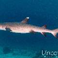 White Tip Reefshark (Triaenodon obesus), photo taken in Maldives, Male Atoll, South Male Atoll, Stage