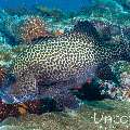 Harlequin Sweetlip (Plectorhinhus chaetodonoides), photo taken in Maldives, Male Atoll, South Male Atoll, Stage