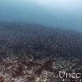 Humpback red snapper (Lutjanus gibbus), photo taken in Maldives, Male Atoll, South Male Atoll, Stage