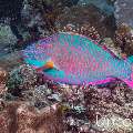 Bicolour parrotfish (Cetoscarus bicolor), photo taken in Maldives, Male Atoll, South Male Atoll, Stage