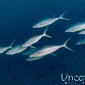 Rainbow runner (Elagatis bipinnulata), photo taken in Maldives, Male Atoll, South Male Atoll, Stage