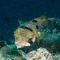 Porcupine Pufferfish (Diodon holocanthus), photo taken in Maldives, Male Atoll, South Male Atoll, Stage