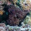 Day Octopus (Octopus cyanea), photo taken in Maldives, Male Atoll, South Male Atoll, Stage