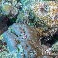 Day Octopus (Octopus cyanea), photo taken in Maldives, Male Atoll, South Male Atoll, Stage