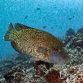 Napoleon Wrasse (Cheilinus undulatus), photo taken in Maldives, Male Atoll, South Male Atoll, Cocoa Corner
