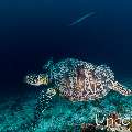 Green Sea Turtle (Chelonia mydas), photo taken in Maldives, Male Atoll, South Male Atoll, Cocoa Corner