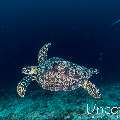 Green Sea Turtle (Chelonia mydas), photo taken in Maldives, Male Atoll, South Male Atoll, Cocoa Corner