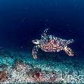 Green Sea Turtle (Chelonia mydas), photo taken in Maldives, Male Atoll, South Male Atoll, Cocoa Corner