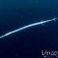 Cornetfish (Fistularia commersonii), photo taken in Maldives, Male Atoll, South Male Atoll, Cocoa Corner