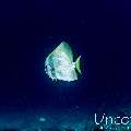 Orbicular Batfish (Platax orbicularis), photo taken in Maldives, Male Atoll, South Male Atoll, Cocoa Corner