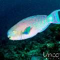 Steephead parrotfish (Chlorurus strongylocephalus), photo taken in Maldives, Male Atoll, South Male Atoll, Cocoa Corner