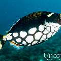 Clown triggerfish (Balistoides conspicillum), photo taken in Maldives, Male Atoll, South Male Atoll, Cocoa Corner