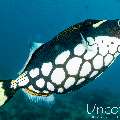Clown triggerfish (Balistoides conspicillum), photo taken in Maldives, Male Atoll, South Male Atoll, Cocoa Corner