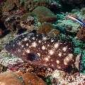 Whitespot grouper (Epinephelus coeruleopunctatus), photo taken in Maldives, Male Atoll, South Male Atoll, Cocoa Corner