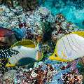 Yellowhead Butterflyfish (Chaetodon xanthocephalus), photo taken in Maldives, Male Atoll, South Male Atoll, Cocoa Corner