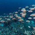 Humpback red snapper (Lutjanus gibbus), photo taken in Maldives, Male Atoll, South Male Atoll, Cocoa Corner