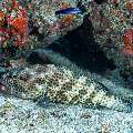 Honeycomb grouper (Epinephelus merra), photo taken in Maldives, Male Atoll, South Male Atoll, Cocoa Corner