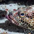 Honeycomb grouper (Epinephelus merra), photo taken in Maldives, Male Atoll, South Male Atoll, Cocoa Corner